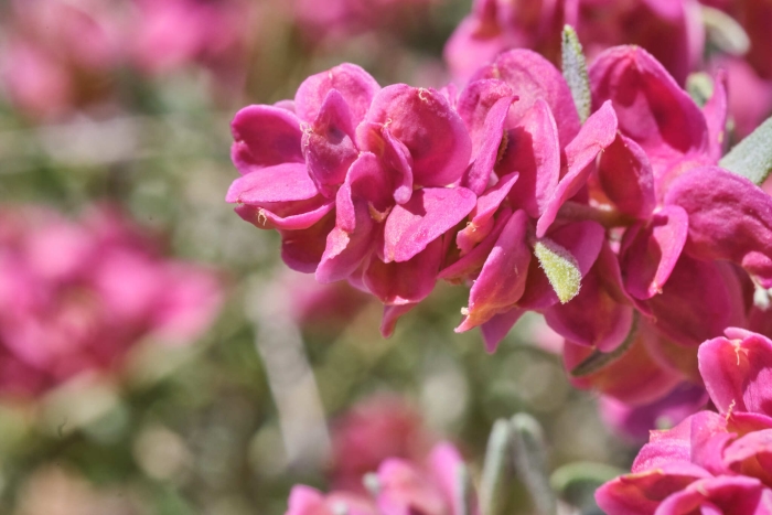 Grayia spinosa image