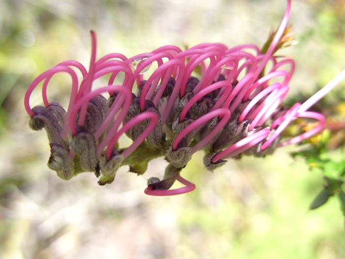 Grevillea acanthifolia image
