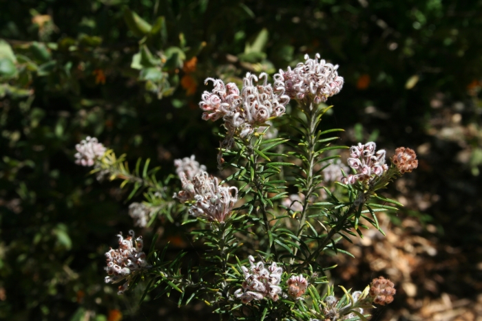 Grevillea acerata image