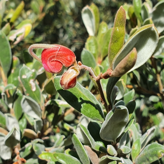 Grevillea arenaria image