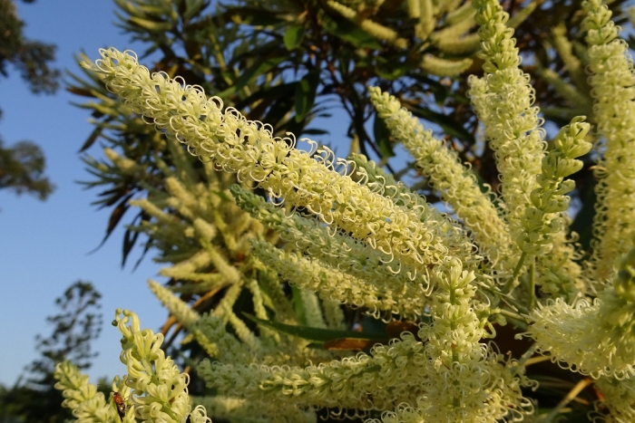 Grevillea baileyana image