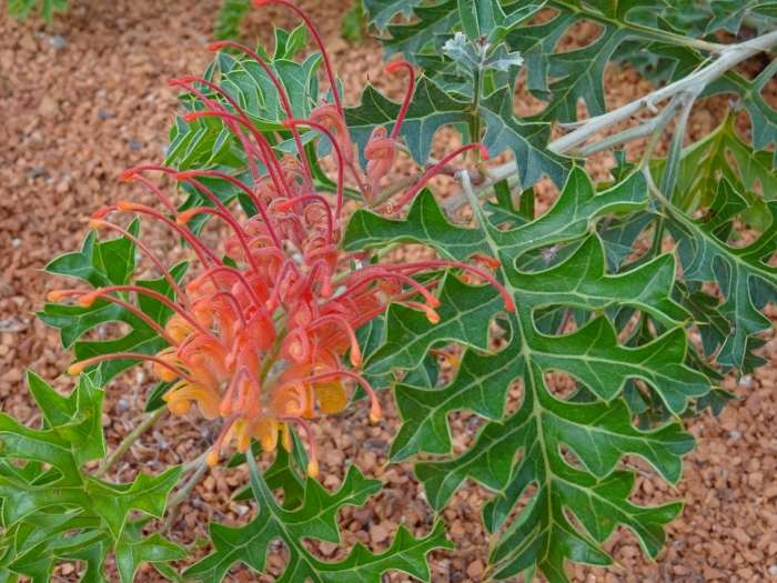 Grevillea bipinnatifida image