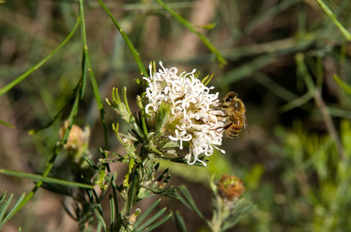 Grevillea crithmifolia image