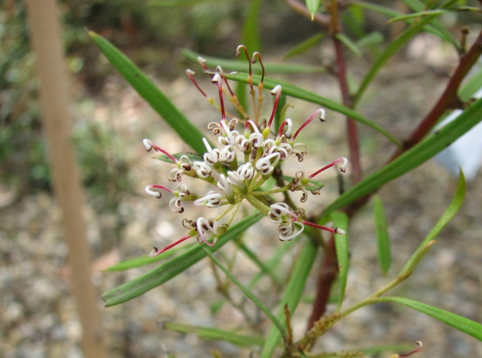 Grevillea diversifolia image