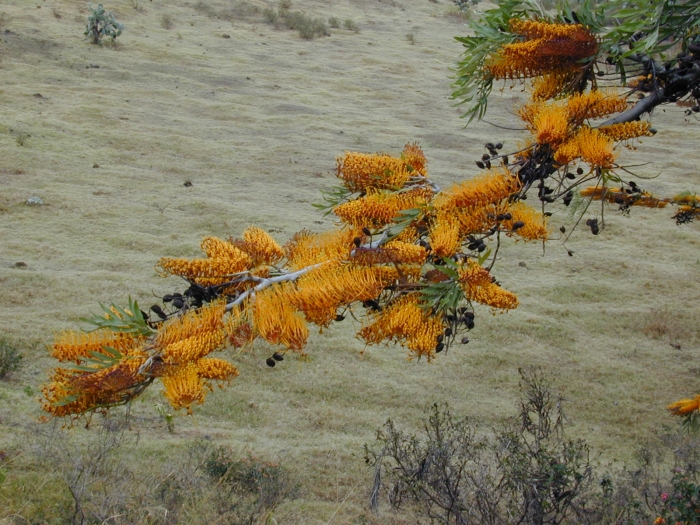 Grevillea excelsior image