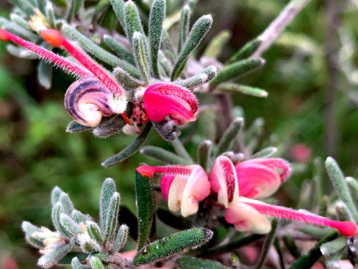Grevillea lanigera image