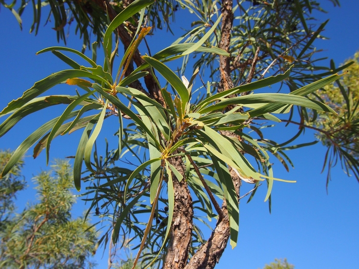Grevillea mimosoides image