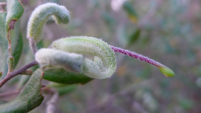 Grevillea mucronulata image