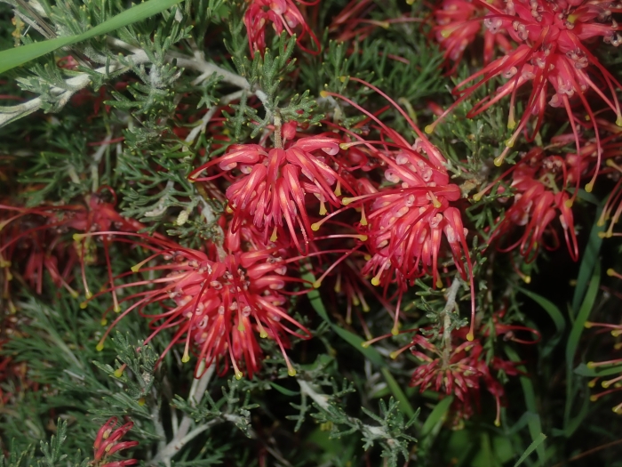 Grevillea preissii image