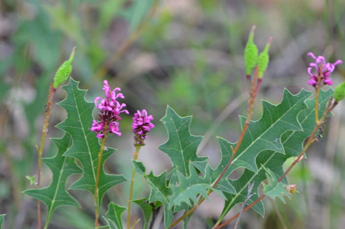 Grevillea quercifolia image