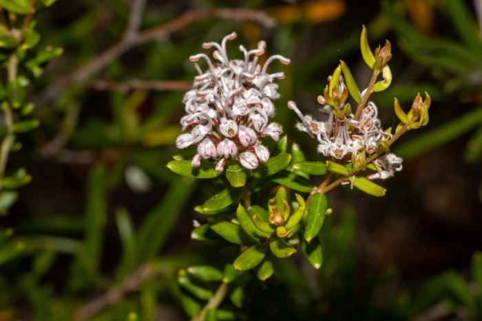 Grevillea sphacelata image