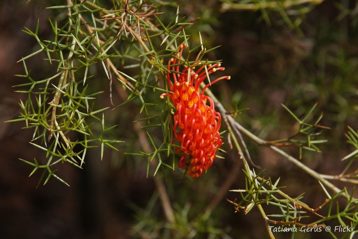 Grevillea treueriana image
