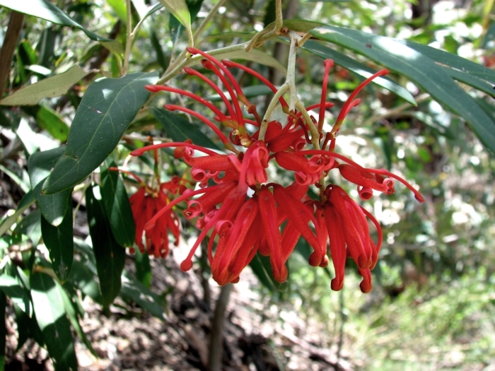 Grevillea victoriae image