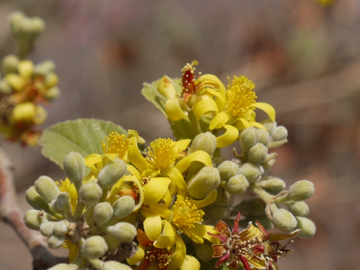 Grewia asiatica image