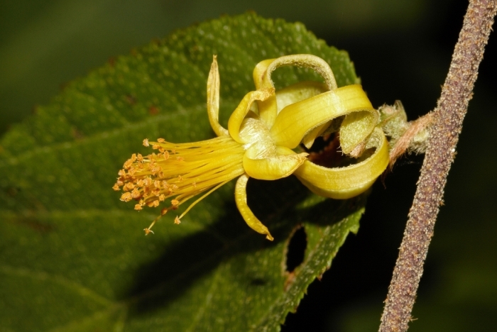Grewia flavescens image