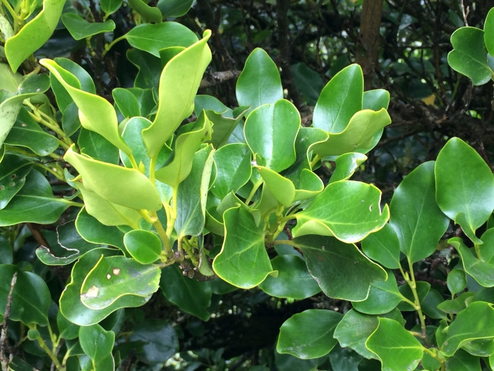 Griselinia littoralis image