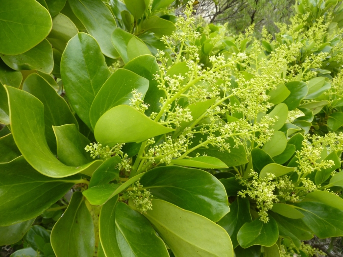 Griselinia lucida image