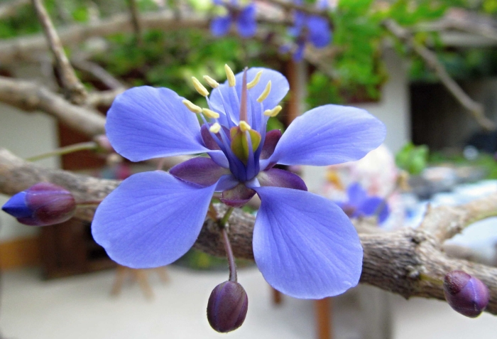 Guaiacum coulteri image