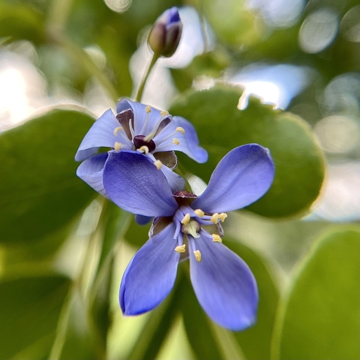 Guaiacum officinale image