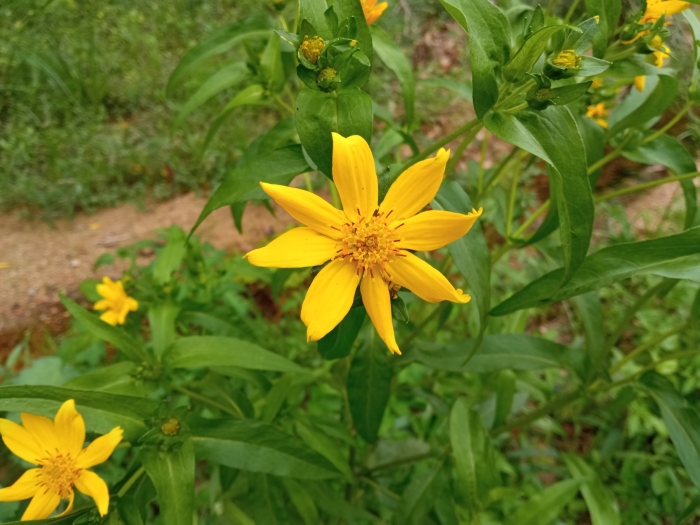 Guizotia abyssinica image