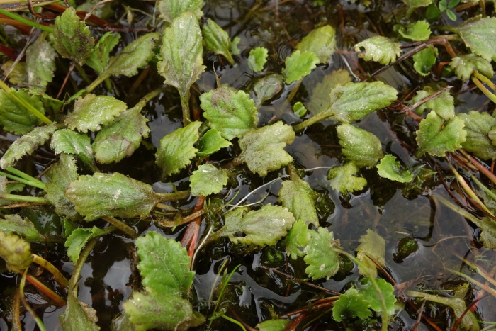Gunnera dentata image