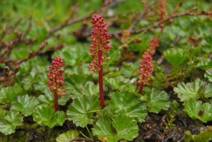 Gunnera magellanica image