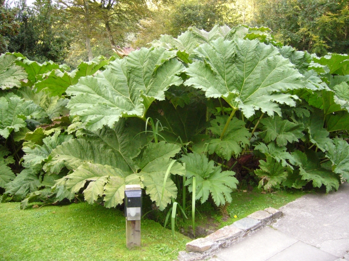 Gunnera manicata image