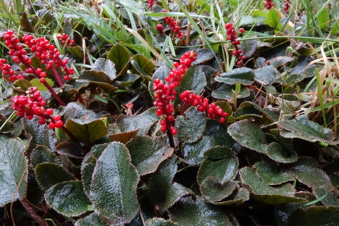Gunnera prorepens image