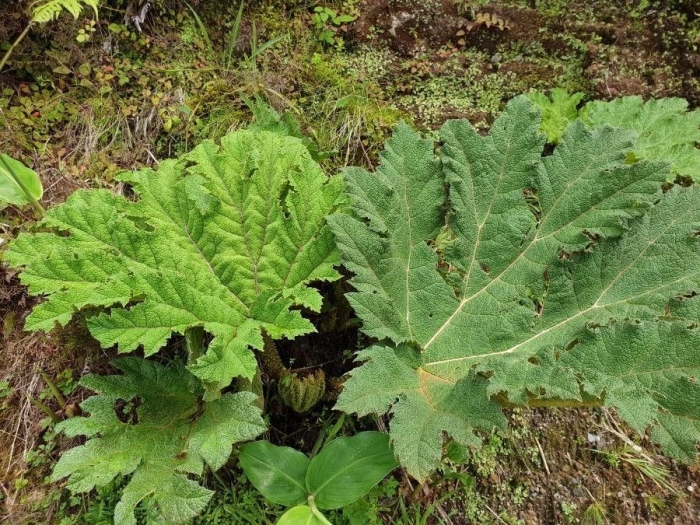 Gunnera tinctoria image