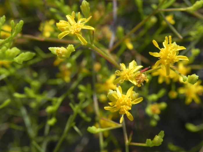 Gutierrezia californica image
