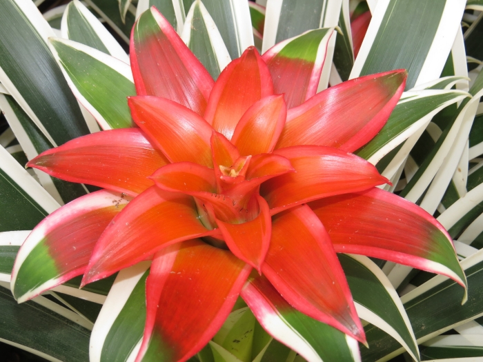 Guzmania lingulata image