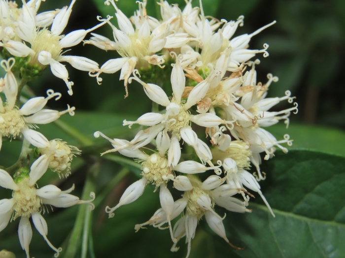 Gymnanthemum amygdalinum image