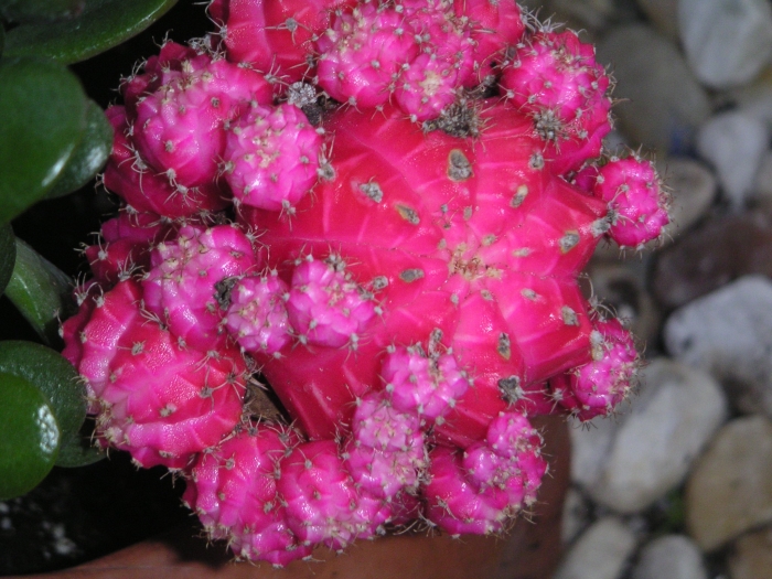 Gymnocalycium mihanovichii image