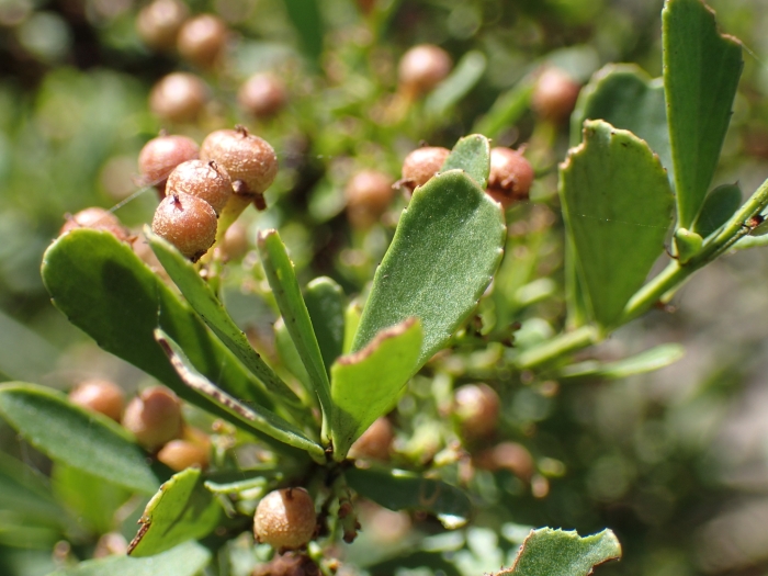Gymnosporia heterophylla image