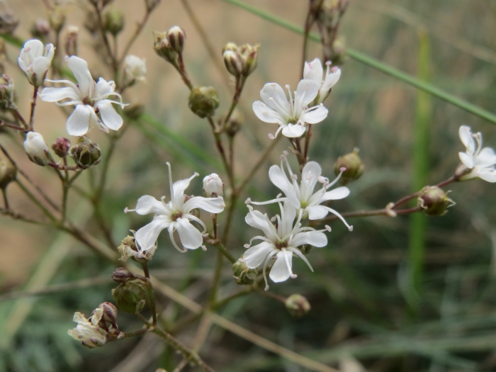 Gypsophila fastigiata image