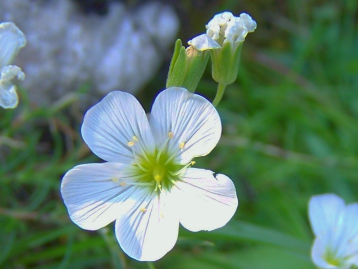 Gypsophila repens image