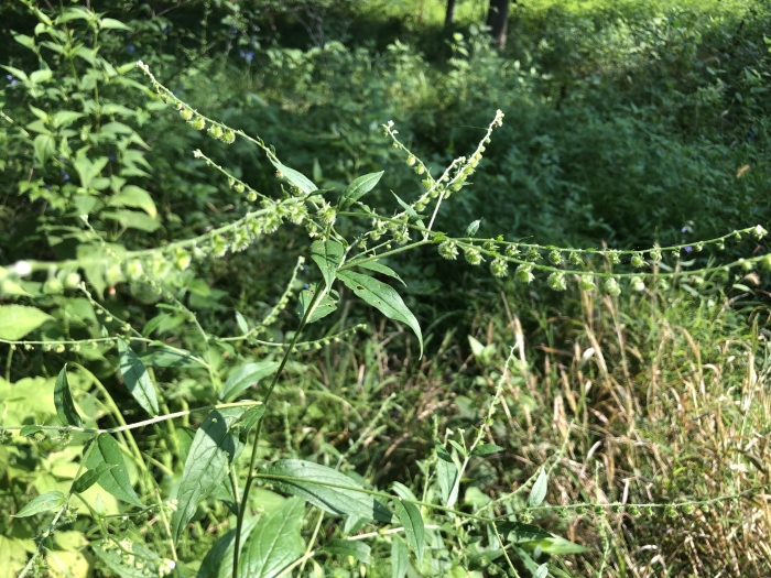 Hackelia virginiana image