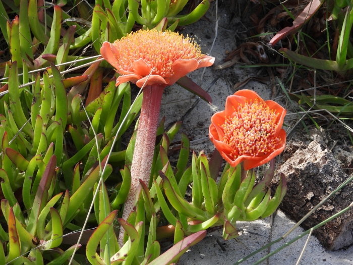Haemanthus coccineus image