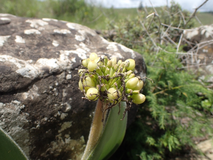 Haemanthus humilis image