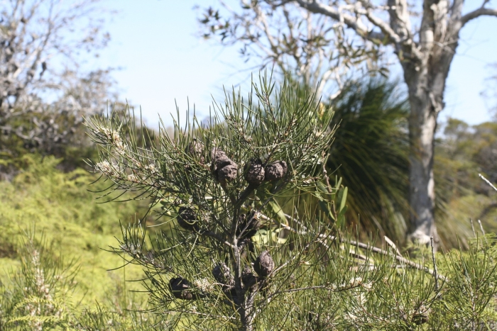 Hakea actites image