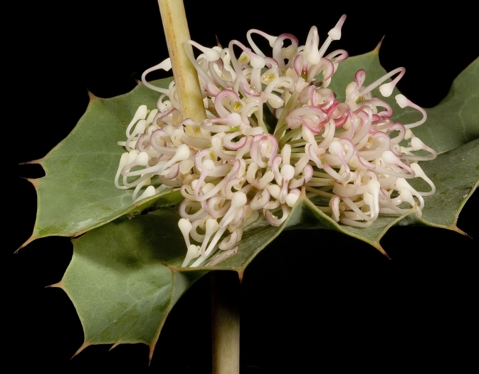 Hakea amplexicaulis image