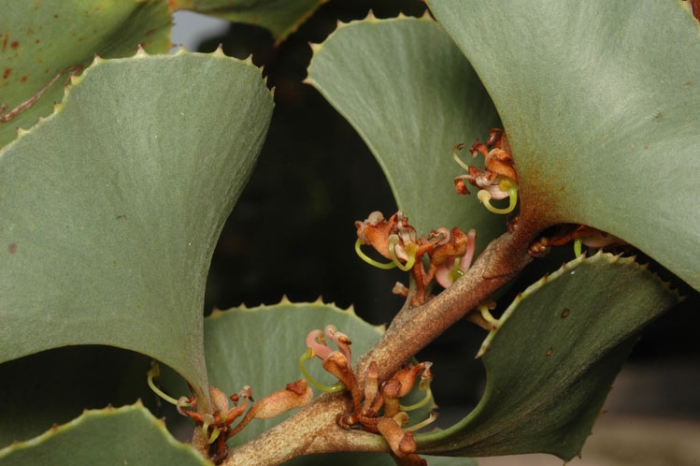 Hakea brownii image