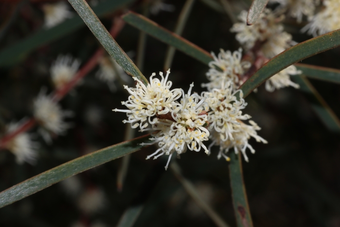 Hakea carinata image