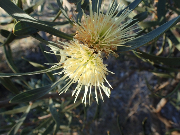 Hakea cinerea image