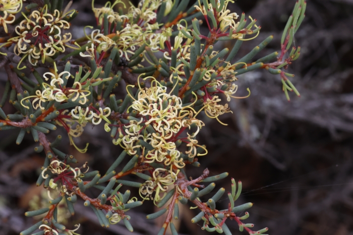 Hakea commutata image