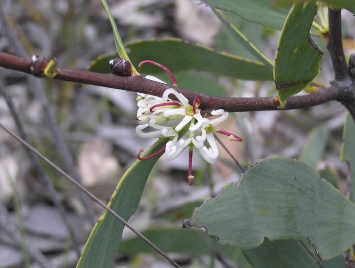 Hakea cyclocarpa image
