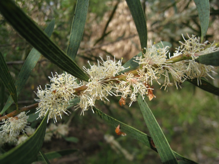 Hakea dactyloides image