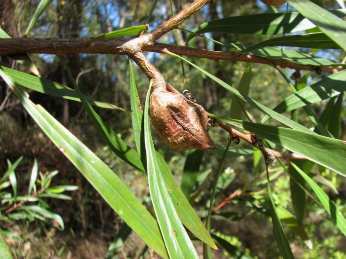 Hakea eriantha image