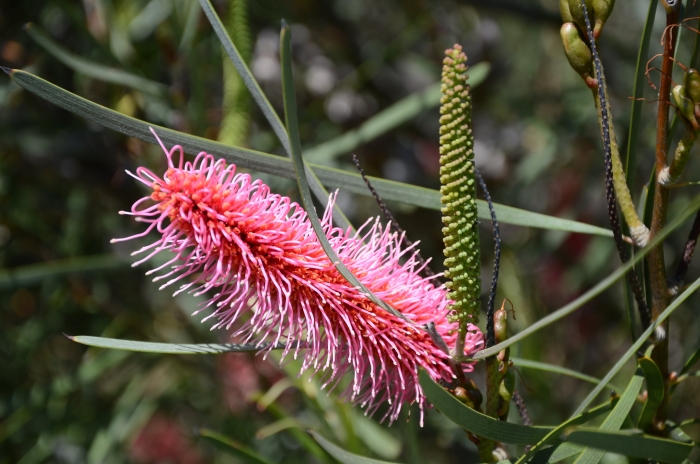 Hakea francisiana image