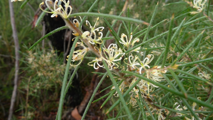Hakea gibbosa image